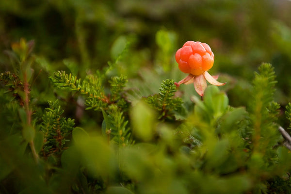 Cloudberry: The Arctic Super-Fruit for Radiant Skin